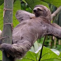 Čovjek Kukac Mutant Kukac的照片