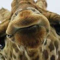 Bujong Guingao III's Photo