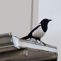 Fotos von Irmak Hakman