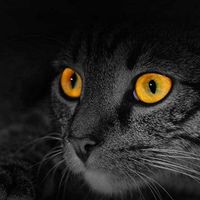 Sylvia Acksteiner's Photo