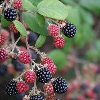 Joseck Etsabo's Photo