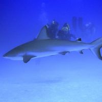 Le foto di Chance Algar