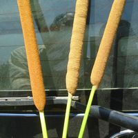 Fotos von najeeb parambil