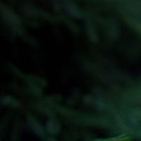 Fotos von Max Zakalyuzhny