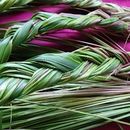 🌿Sweetgrass: Exploring Indigenous Medicines 's picture