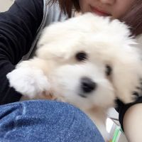 Yamaguchi Sekiki的照片