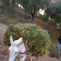 kamal@ ketama的照片