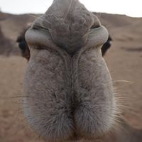 Pete Gardner的照片