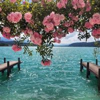 sarah telmsani's Photo