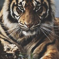 Le foto di Bestami Best of best