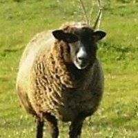 Sofia Teixeira的照片