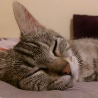 Diana Smart的照片