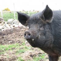 Anindita Majumdar的照片