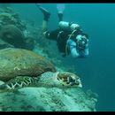 Valentine Day Dives and Snorkeling 's picture