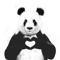 Panda Kzl的照片
