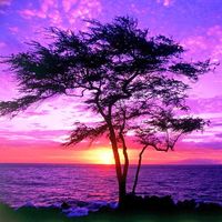 daniela ciano的照片