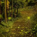 Bilder von Explore the home of fireflies