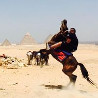 Mo-Mo Mansour的照片