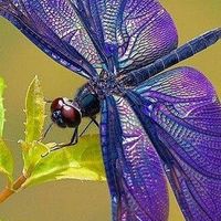 Julissa Calle Godos's Photo