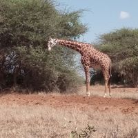 Kenyaeasy tours n safaris's Photo