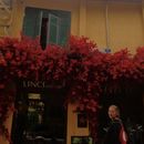 Trip to Japan for New Year's's picture