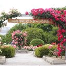 Free Rose Garden's picture