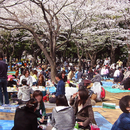 Foto do evento Hanami Gathering Osaka Castel