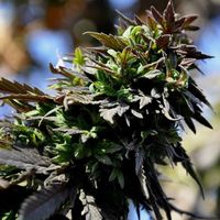 Kaber Farhad's Photo