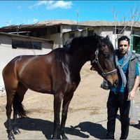 Ghasem Hafezi的照片