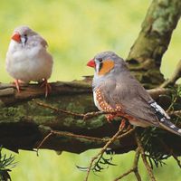 Djodie Lateur的照片