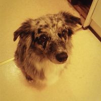 Riesu The Dog的照片