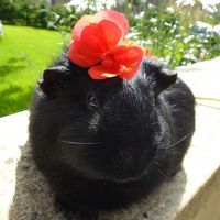 Chonchon Léon's Photo