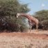 Kenyaeasy tours n safaris的照片