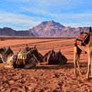 Trip to Petra and Wadi Rum's picture