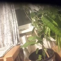 Zakaria Gharaibeh的照片