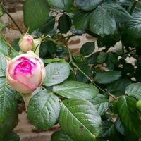 caroline baby的照片