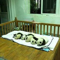 Lockie Wong的照片