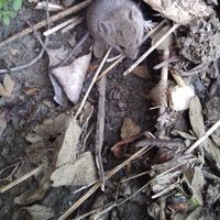 Josué Peñas Gómez's Photo