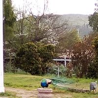 Fernandez Pablo的照片