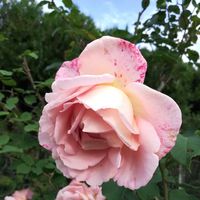 Berangere Meriau的照片