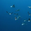 Night Dive 's picture
