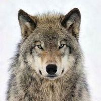 mohammad mohammad's Photo