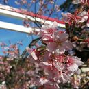 Sakura Walk in Kamakura ～　鎌倉のさくらウォーク's picture