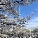 Foto de Hanami Cherry Blossom Picnic 🌸