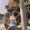 Anastasiia Chekarenko's Photo