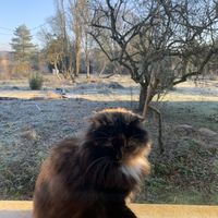 Bouillie Gaetan's Photo