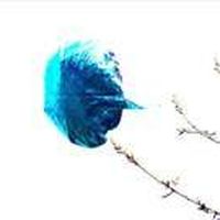 Alp Güneysel's Photo