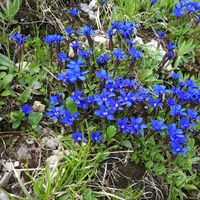 Zdjęcia użytkownika Kornblumen Wiese