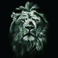 Fotos von Bassem Idri