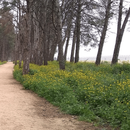 Whispering Woods: Ain Chkef Forest Exploration's picture